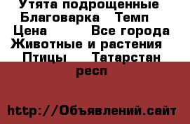 Утята подрощенные “Благоварка“,“Темп“ › Цена ­ 100 - Все города Животные и растения » Птицы   . Татарстан респ.